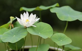 盆栽荷花（以盆栽荷花为主题，探索绘画的无限可能）