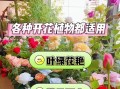 如何为花施加化肥？（科学施肥，让花儿健康茁壮成长）