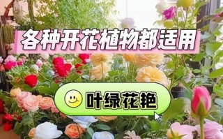 如何为花施加化肥？（科学施肥，让花儿健康茁壮成长）