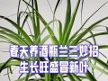 以酒瓶兰黄叶子怎么办（怎样处理酒瓶兰黄叶子的问题）