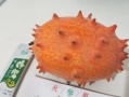 如何正确收获火参果种子（学会收获，让你的火参果种植更成功）