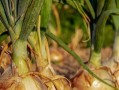 洋葱浇水时间的掌握（从种植到收获，关注水分，提升产量）
