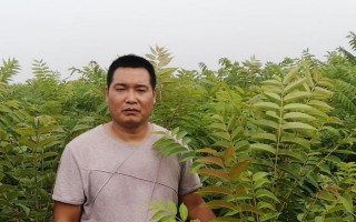 大棚香椿的种植时间与技巧（春季种植或秋季移植，香气四溢的美味佳品）