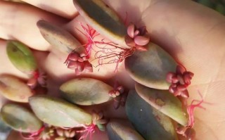 以姬胧月怎么叶插与注意事项（一步步教你如何成功进行以姬胧月的叶插，并注意要点）