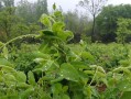以大地翅膀怎么种植（一种神奇植物的培育和研究）