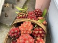 黑老虎的开花时间和特点剖析（探秘黑老虎的花期和生物学特性）