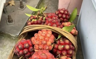 黑老虎的开花时间和特点剖析（探秘黑老虎的花期和生物学特性）