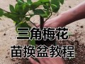 换盆技巧，轻松脱盆不再烦恼（一招就搞定，让植物安心换盆）