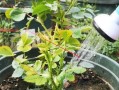 绿茶不仅可以饮用，还可以用来浇花？（绿茶浇花的方法、功效和注意事项）