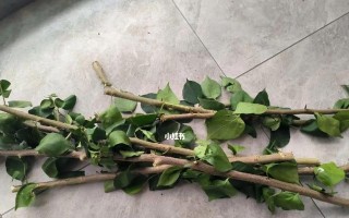 以三角梅主干怎么变粗（通过剪枝和施肥让三角梅主干更加粗壮）