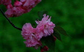 樱花养护秘籍（打造最健康的樱花园）