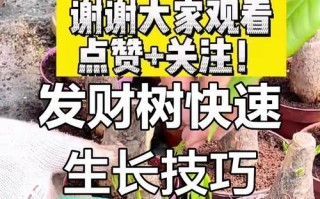 发财树繁殖的秘诀（掌握这些关键步骤，让你的发财树茁壮成长！）