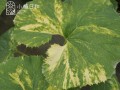 植物修剪技巧（以修剪技巧为基础，将植物打造成漂亮的伞状形态）