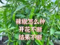 从开花到结果，辣椒的生长周期（了解辣椒生长的关键节点）