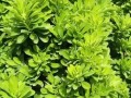 金麒麟（揭开金麒麟的神秘面纱，探索其栽培技巧与养护方法）