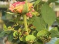月季花叶虫的防治方法（有效控制月季花叶虫，让您的花园焕发生机）