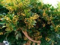 米兰花，芬芳之源（探寻米兰花的神秘面纱，揭开它迷人的香气诉说）