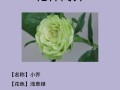 探寻世界上的玫瑰品种（了解各类玫瑰花的特点及分布）