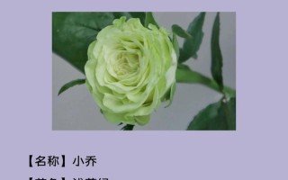 探寻世界上的玫瑰品种（了解各类玫瑰花的特点及分布）