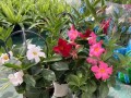 冬天飘香藤的养护秘籍（打造迷人的冬日花园，轻松养护冬天飘香藤）