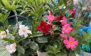 冬天飘香藤的养护秘籍（打造迷人的冬日花园，轻松养护冬天飘香藤）