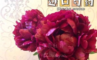 家庭芍药栽培指南（从选址到施肥，轻松打造健康芍药园）