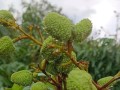 榴莲树几年结果实的奥秘（探秘榴莲树果实成熟的时间和原因）