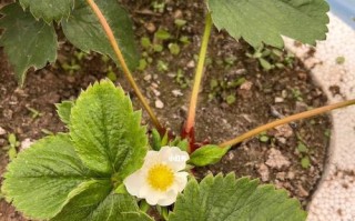 草莓开花结果的过程是如何的？草莓的开花结果过程