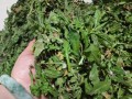探究芥菜的生长特点与营养价值（从种植到餐桌，了解芥菜的秘密）