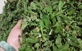 探究芥菜的生长特点与营养价值（从种植到餐桌，了解芥菜的秘密）