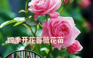 探究花苗的种植过程（从种子到花苗，一步步触摸花的生命奇迹）