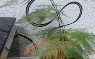 文竹肥料的选择与使用技巧（打造美丽的文竹盆栽，从选对肥料开始）