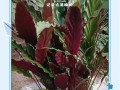掌握紫竹芋养护的秘诀（了解紫竹芋的特点与养护技巧，打造美丽室内花园）