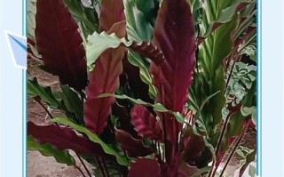 掌握紫竹芋养护的秘诀（了解紫竹芋的特点与养护技巧，打造美丽室内花园）