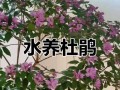 杜鹃盆栽的养殖技巧（打造美丽花园的必备技能）