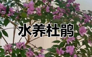 杜鹃盆栽的养殖技巧（打造美丽花园的必备技能）
