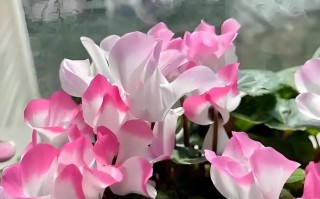 仙客养殖的方法和注意事项（打造高效的仙客养殖方式，科学管理关键在于...）
