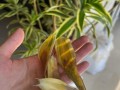土培百合花黄叶的原因及处理方法（土培百合花黄叶的几种常见原因和相应的处理方法）