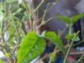 茉莉花开（探寻剪花艺术的奥秘，以茉莉花开为例）