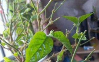 茉莉花开（探寻剪花艺术的奥秘，以茉莉花开为例）