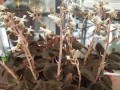 新鲜金线莲的养殖技巧（打造美丽花园，从金线莲开始）