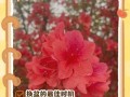 如何处理杜鹃花土壤中的小虫子问题（杜鹃花土壤小虫子的防治方法及）