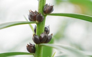 如何正确分株百合花？百合花分株繁殖的方法与技巧