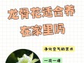 如何种植龙骨花开出绚丽花朵（龙骨花种植步骤及养护要点）