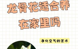 如何种植龙骨花开出绚丽花朵（龙骨花种植步骤及养护要点）