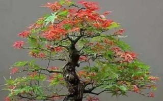 红枫盆景养护指南（打造迷人盆景，关键在于细心呵护）
