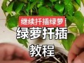 紫叶绿萝种植指南（掌握紫叶绿萝的种植技巧，打造室内绿色植物天堂）