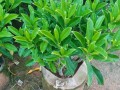 非洲茉莉高温养护指南（高温环境下如何正确养护非洲茉莉）