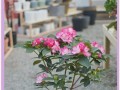 杜鹃花的养护指南（室内杜鹃的养殖技巧与注意事项）