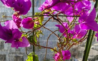室内花卉推荐（让你的家在寒冷季节也充满温暖的气息）